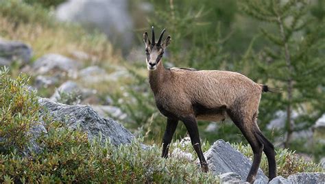 capra immagine|capră de natura.